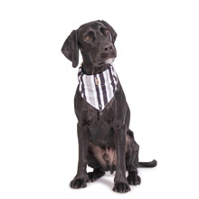 Pebble Brush Dog Bandana